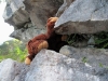 Wenn ein Bär schon mal mit in die Berge kommt, dann muss er auch klettern!