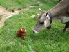 Großer Dinkelmann lernt eine Kuh aus nächster Nähe kennen