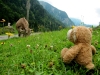 Eine freilaufende Kuh nähert sich dem kleinen Bären