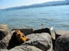 Die Schwäne im Züricher See sind echt neugierig
