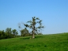 Ein einsamer Baum mit ganz vielen Misteln - perfekter Platz zum Küssen