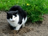 Im Dorf brauchen die Katzen kein Katzenklo ... wenn doch bloss nur die Paparazzi schneller verschwunden wären