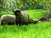 Schafe sind wirklich gefährliche Tiere, deshalb müssen sie auch angekettet werden