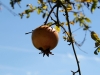 Auch Granatäpfel nutzen das sonnige Wetter.