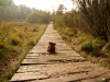 Ein Bär auf dem Holzweg.