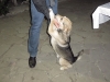 Dieser Hund gehörte zum Hotel und hatte zwei Namen, auf die er fröhlich reagierte: 'Schorik', eine liebevolle Verniedlichung von Obschora (zu deutsch: Freßsack) und 'Durik', was man am besten wohl mit Dümmchen übersetzt. War aber ein ganz, ganz lieber!