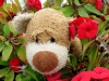 Ich entdeckte schöne, rote Blumen und weil Rot die Farbe der Liebe ist, musste ich natürlich sofort an meine Ines denken ...