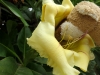 Diese gelbe Blume war einfach riesig und sah aus wie ein uraltes Telefon (habe ich mal in einem Buch gesehen). Ich rief da rein und wartete auf die Antwort vom anderen Ende, abär es kam keine. Vielleicht hätte ich nach dem Reinrufen auch reinhören sollen ...