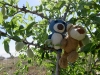 Dinki und ich kletterten bei unseren Erobärungsausflügen auch auf einen Pfirsichbaum. Es gab zwar schon viele Pfirsiche drauf, abär wenn sie noch in dieser bärentauglichen Größe sind, schmecken sie bäh!