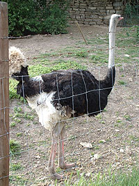 Ein Vogel Strau&szlig; inmitten von Dresden !